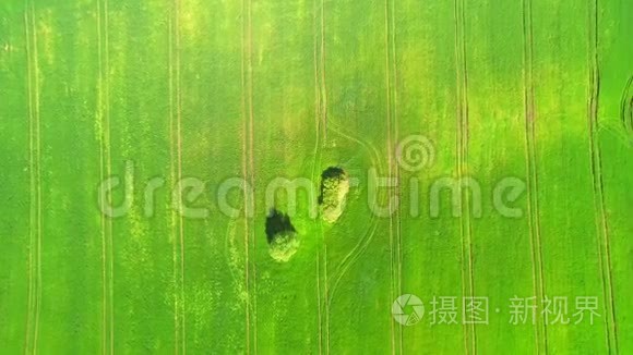 空中观景台。 阳光明媚的一天，飞过一片绿色的麦田。 田中央两棵大树..