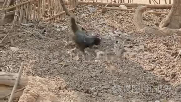 母鸡妈妈和小鸡视频