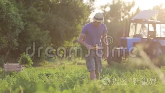 戴帽子的年轻农民在有机农场采摘胡萝卜
