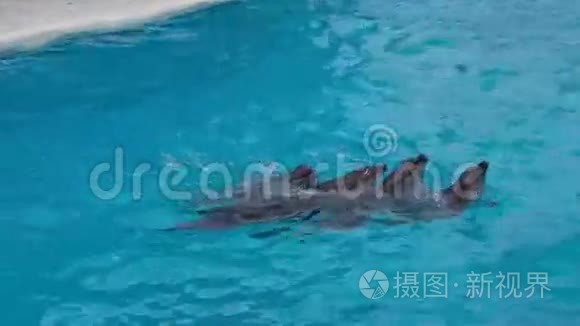 海豚互相游动视频