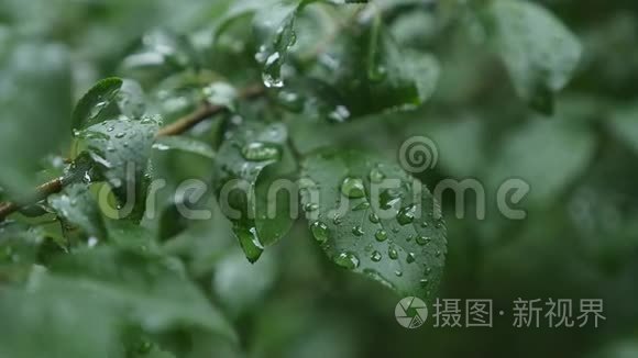 树叶随雨滴摇摆，特写.