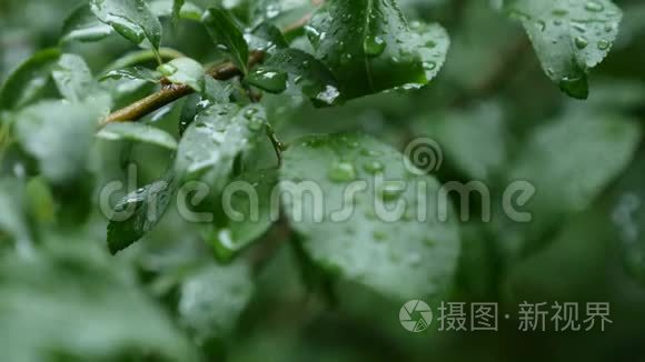 树叶随雨滴摇摆，特写.