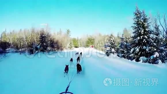 西伯利亚犬拉雪橇视频