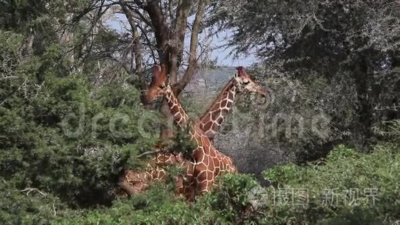 长颈鹿、长颈鹿、骆驼群、在布什战斗的成年人、肯尼亚的桑布鲁公园，