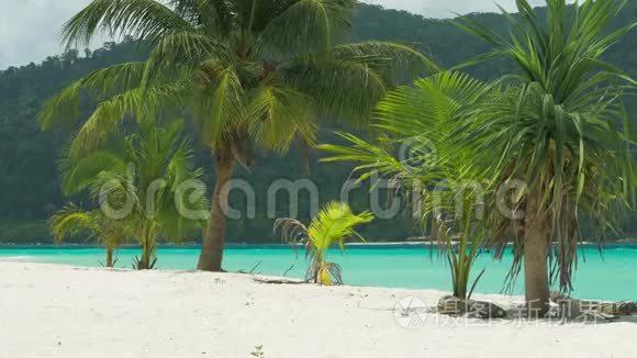 热带沙滩上的热带棕榈树，微风轻拂，背景为蓝色海洋