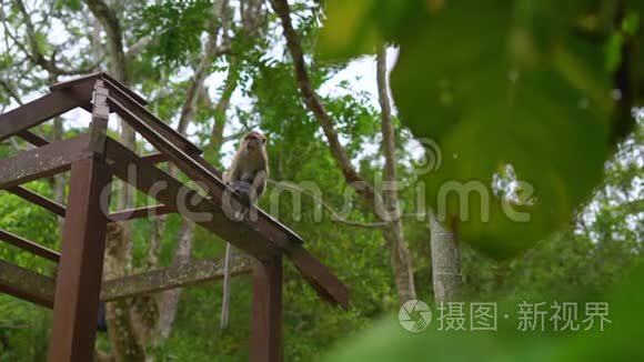 热带公园一群猕猴的慢镜头视频