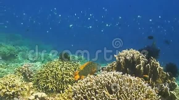 珊瑚礁与尤洛芬皇帝视频