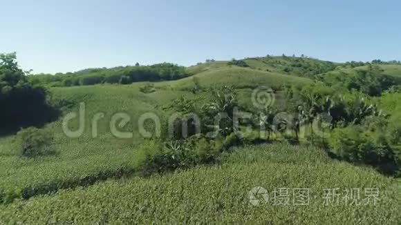 菲律宾的玉米种植园视频