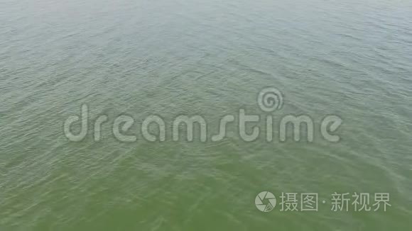 空中拍摄的海豚游泳视频