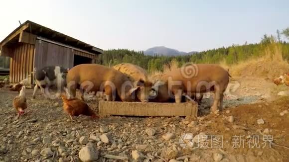 农场里有食物的猪和母鸡视频