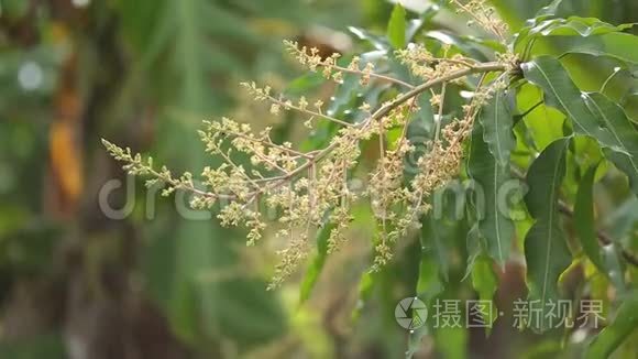 芒果花在夏天盛开视频