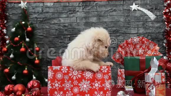 可爱的小狗啃着红色薄纱和新年装饰