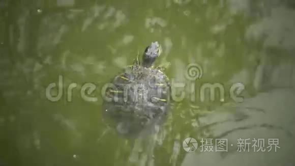泥龟浮出水面视频