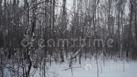 冬天的森林。 很多雪。 在没有树叶的前景树在雪中。
