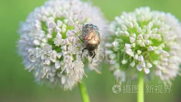 五月虫吃花蜜视频