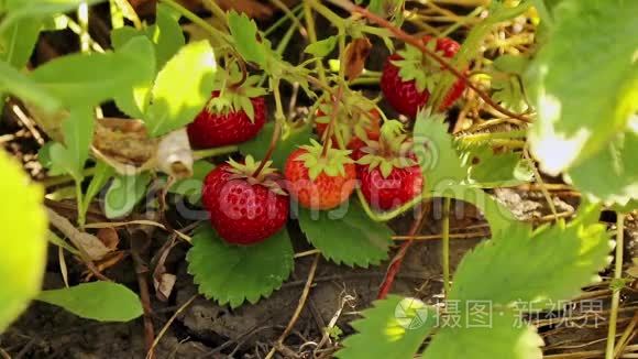 手工收获的草莓