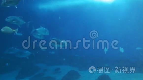 海洋生物水族馆视频