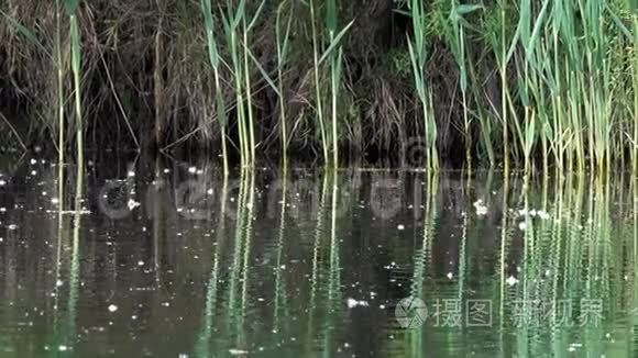 湖泊和芦苇的水面视频