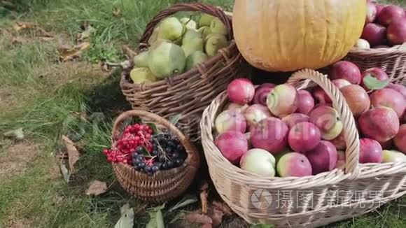 秋收蔬菜和水果后的静物视频