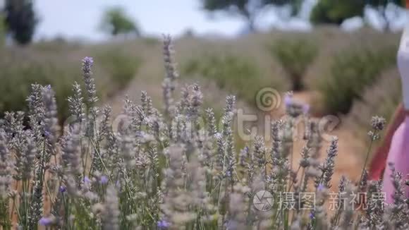 女人采薰衣草花视频