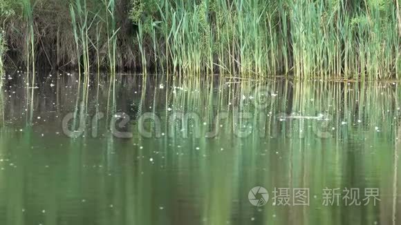 湖泊和芦苇的水面视频