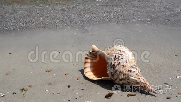 沙滩上的贝壳视频