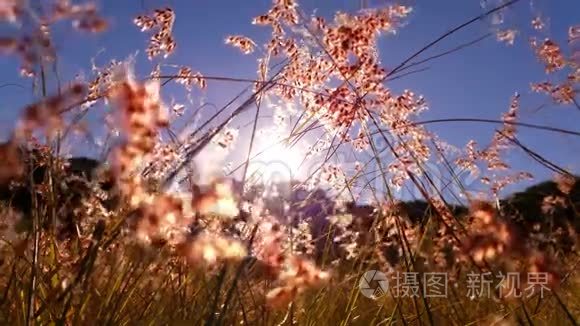 温暖的夏日阳光穿过草地视频