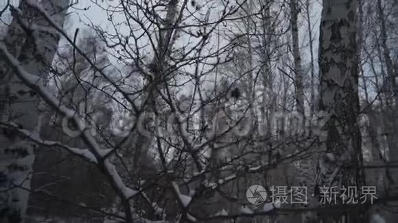 冬天的森林。 很多雪。 在没有树叶的前景树在雪中。