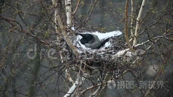 窝里的乌鸦孵化小鸡视频