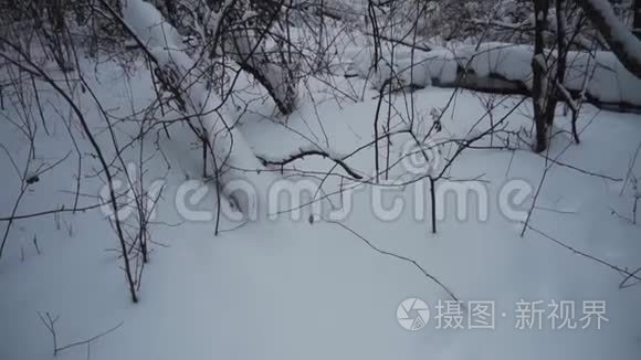 冬天的森林。 很多雪。 在没有树叶的前景树在雪中。