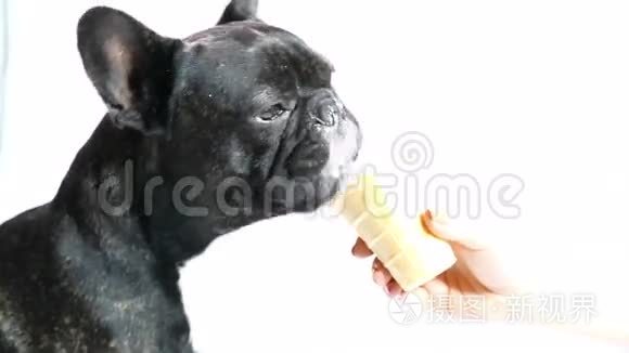 斗牛犬吃冰淇淋视频