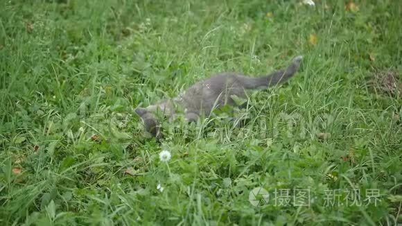 可爱的灰色小猫在花园里散步