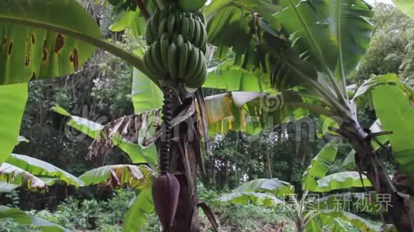 香蕉植物果实开花视频