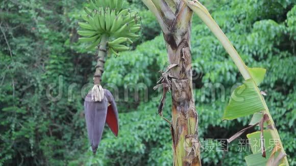 香蕉植物果实开花视频