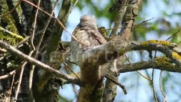 鸟和成年鸟在野外生活中的关系视频