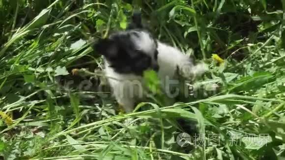 美丽有趣的吉娃娃小狗玩绿色草坪股票录像