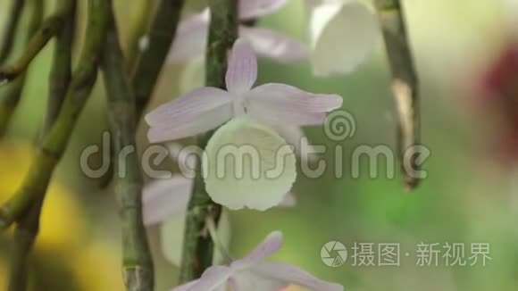 广袤的白色粉红兰花，HD股票页