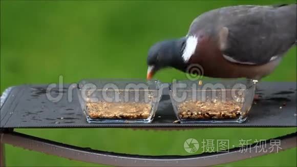 鸽子吃玻璃碗里的鸟籽视频