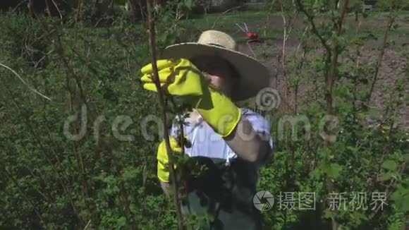 树莓植物的女人