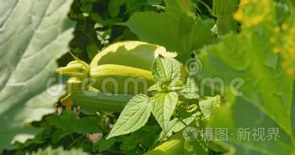 花园里的西葫芦，小胡瓜植物带着收获.. 户外活动。