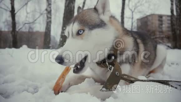 冬天在雪地上吃骨头的哈士奇狗视频