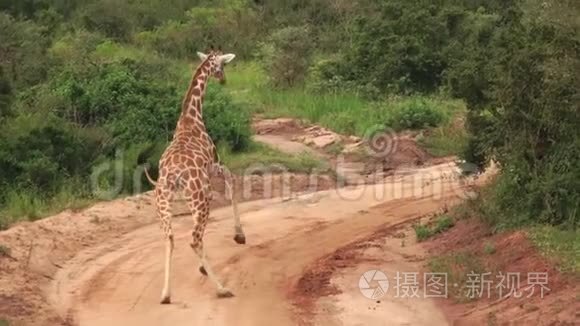 长颈鹿以超慢动作奔跑视频