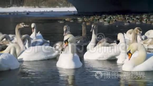 冬天在河边游泳