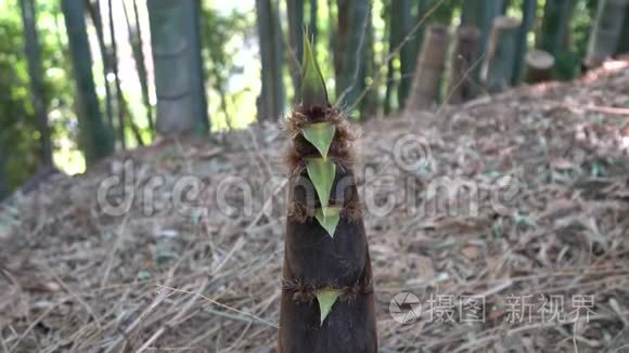 竹笋或竹芽或竹林视频