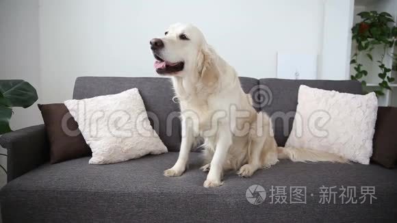家庭宠物的生活。 一只漂亮的金毛猎犬正在沙发上休息。 期待中的孤独