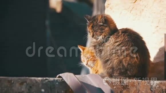 早春街道上的两只灰猫和红猫。 慢动作