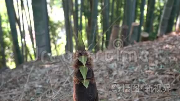 竹笋或竹芽或竹林视频