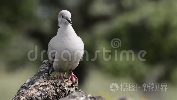 折叠鸽子栖息视频