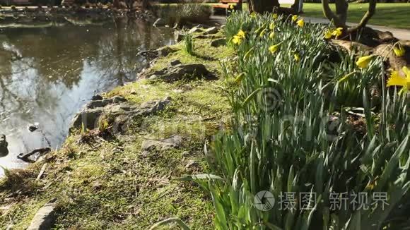 早期水仙花由池塘视频
