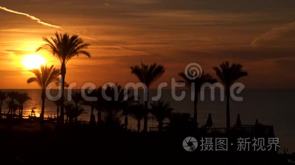 太阳从海面升起。 从棕榈树看风景